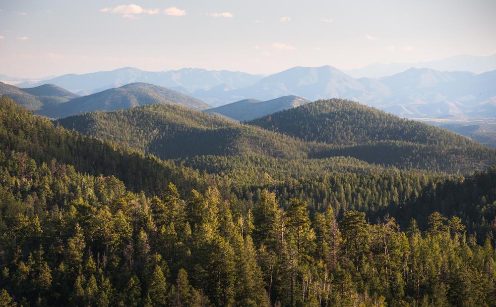 Cibola National Forest, New Mexico.