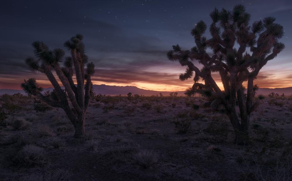 Pahrump Wash, Nevada