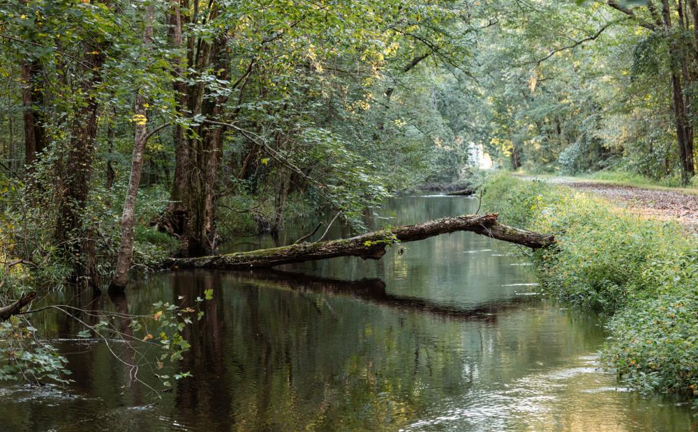 Verdant scene of plantlike and trees next to a creek