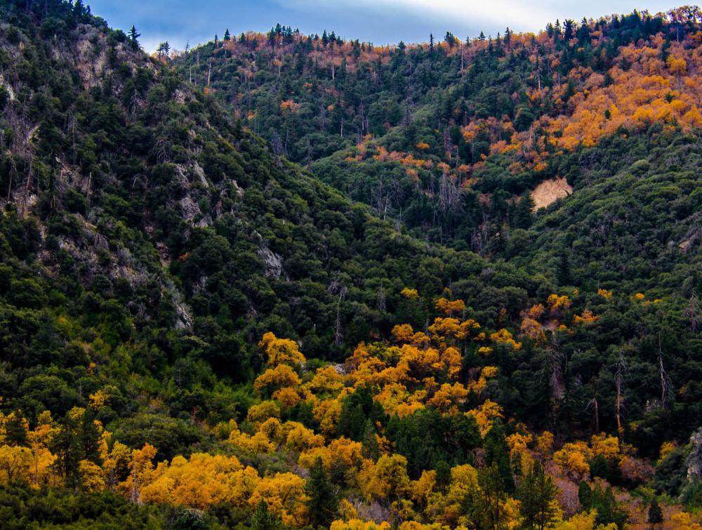 San Bernardino National Forest, CA.