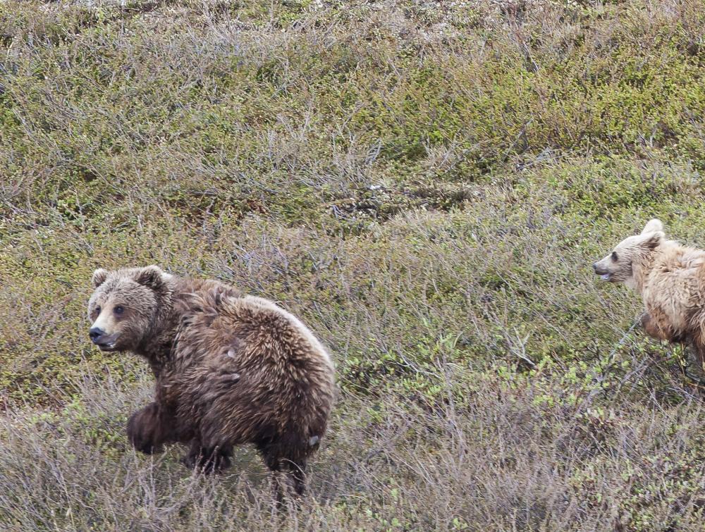 Two brown bears in the National Petroleum Reserve-Alaska