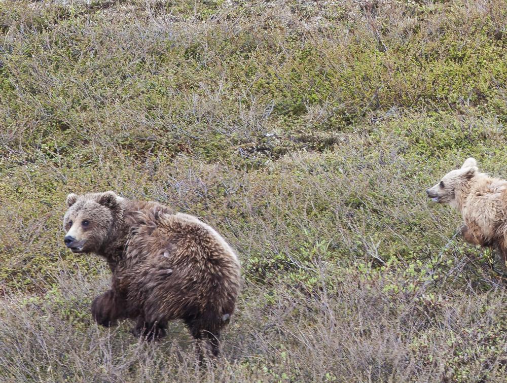 Two brown bears in the National Petroleum Reserve-Alaska