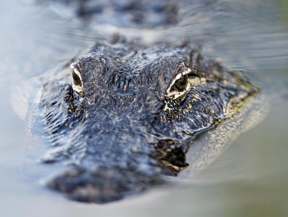 Shot of an alligator swimming in the pond