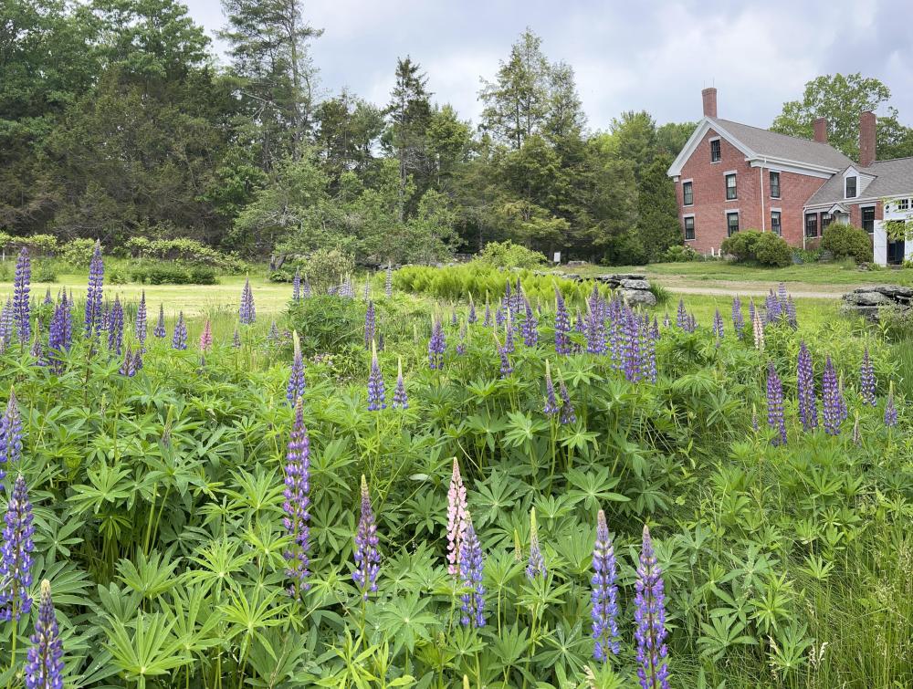 Historic homestead with purple lupins in the foreground