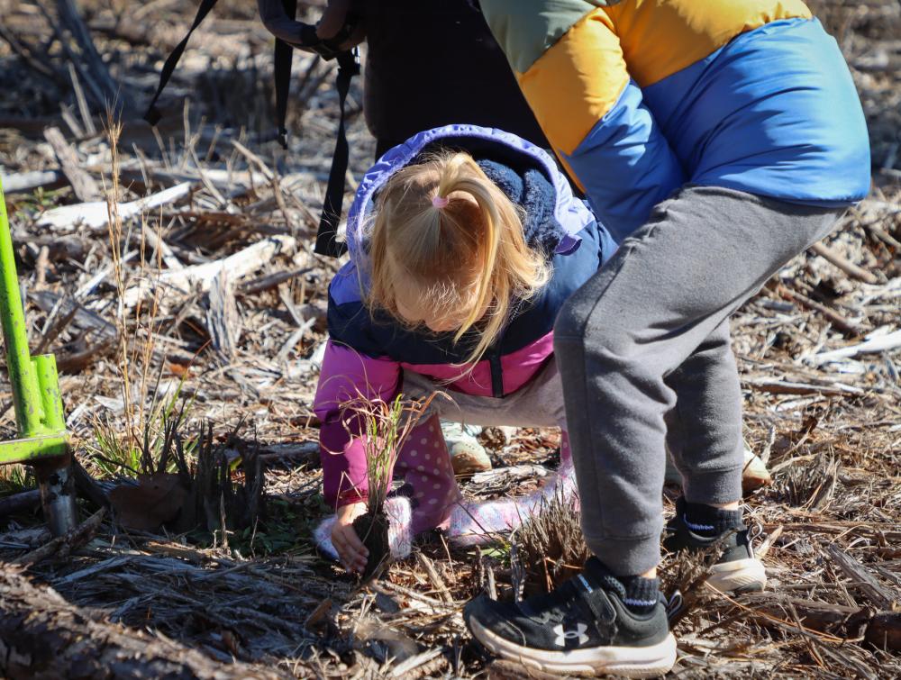 A young girl leaning forward to plant a grass seedling in the ground, while her family looks