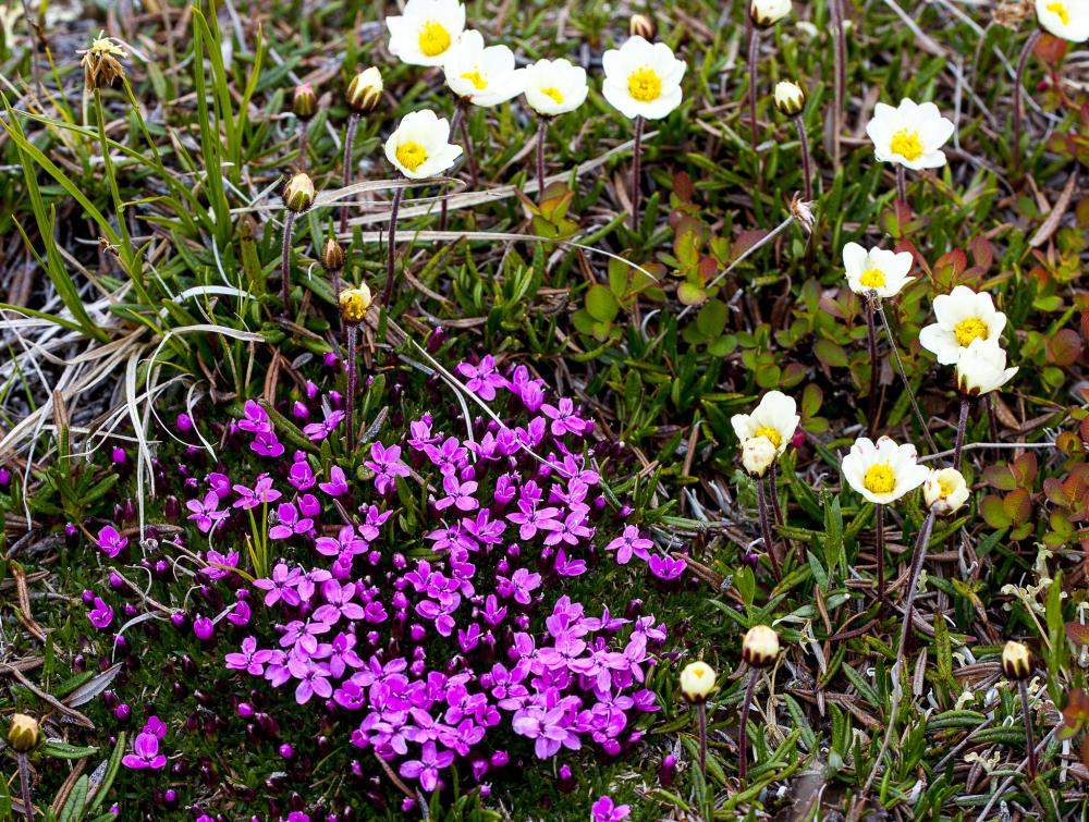 colorful small flowers