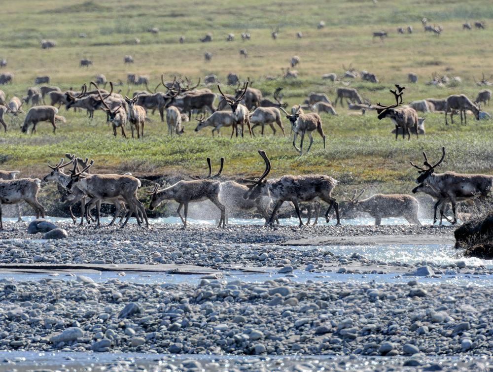 Herd of caribou moving across rocks and shallow water in foreground with grassy plain in the background