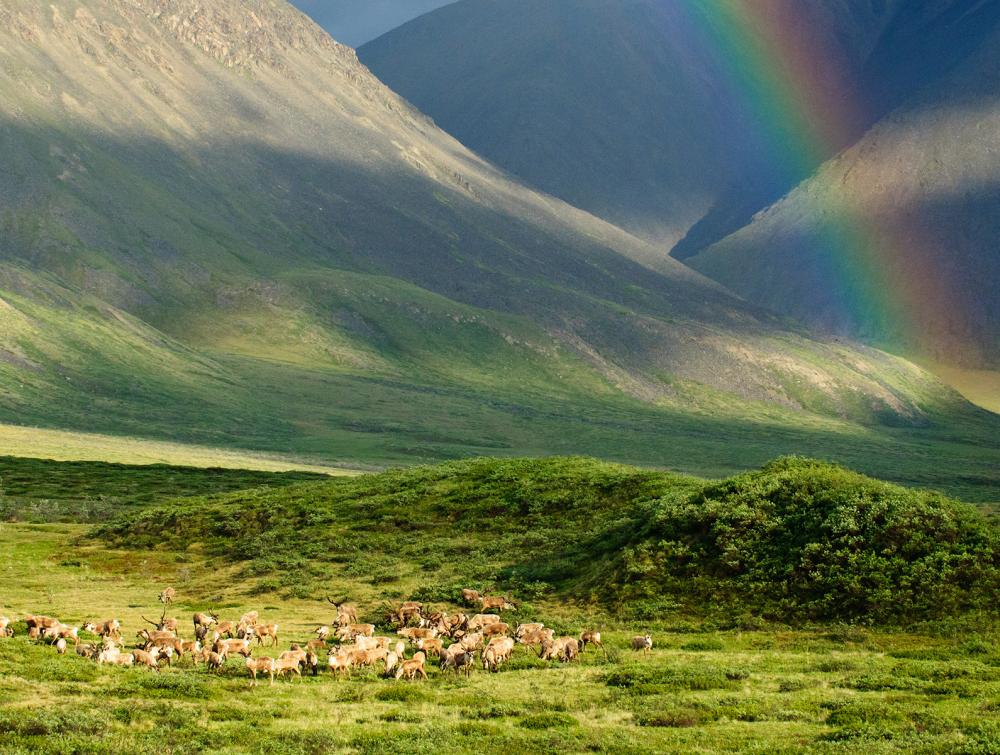porcupine caribou herd migrating through mountains with a rainbow in the background