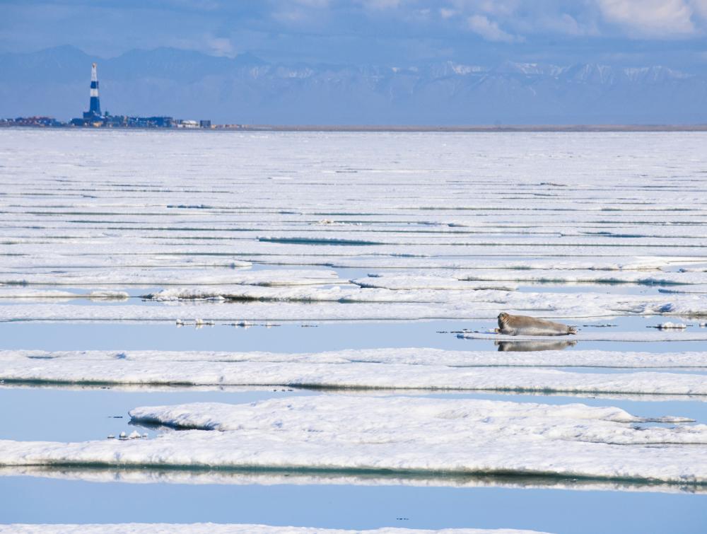 Seal on an ice floe with buildings visible in the distance