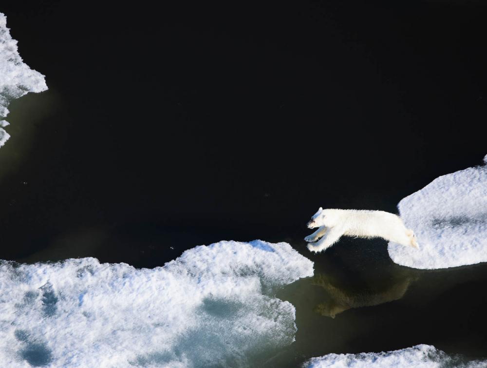 Polar bear in the Arctic Ocean