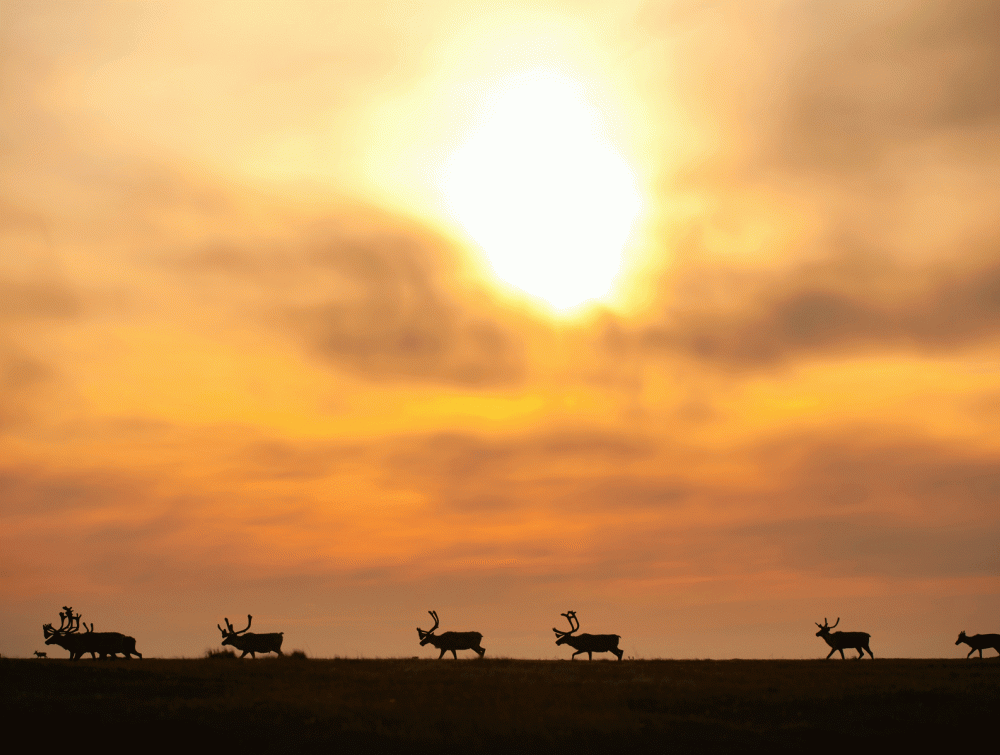 Arctic National Wildlife Refuge, AK.