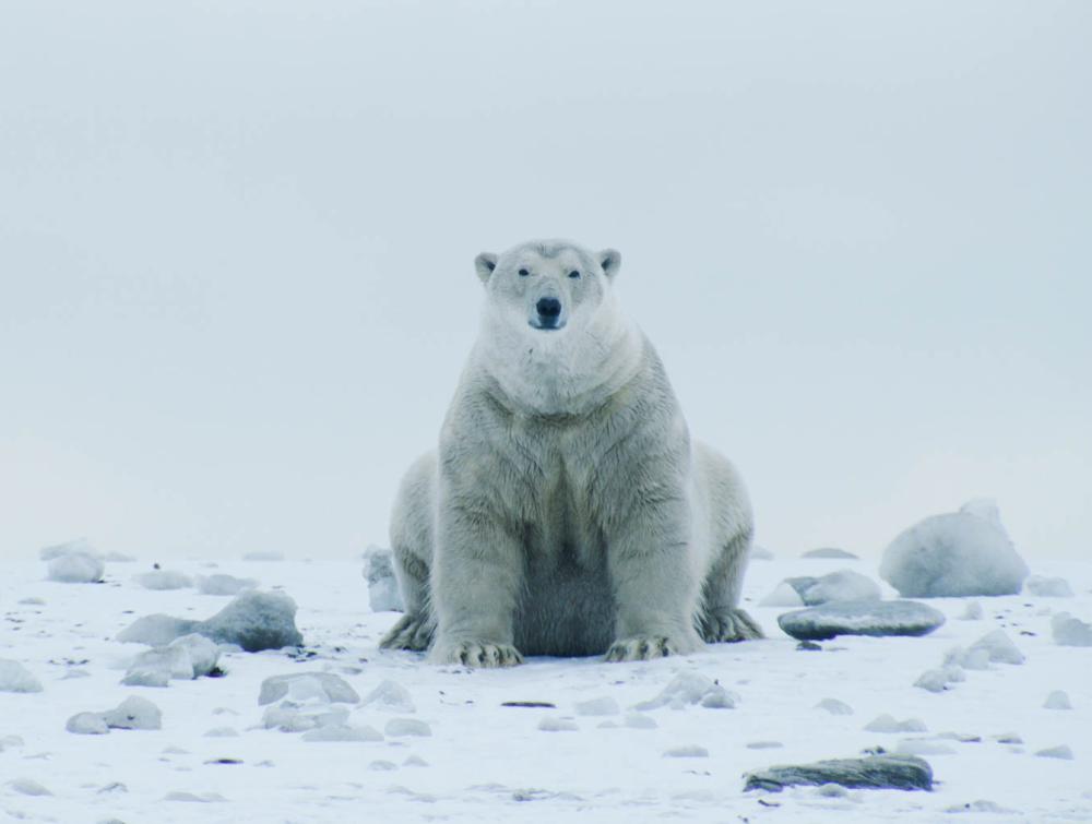 Polar bear in the Arctic National Wildlife Refuge, Alaska.