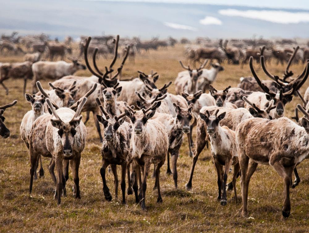 Caribou in Arctic National Wildlife Refuge