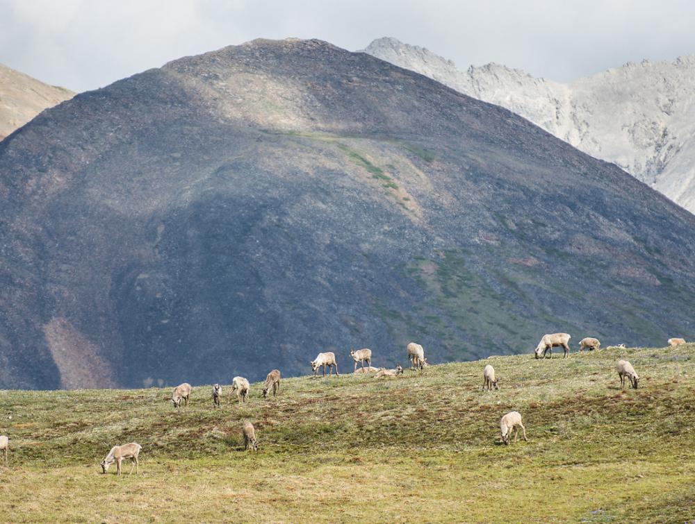Caribou in the Arctic National Wildlife Refuge