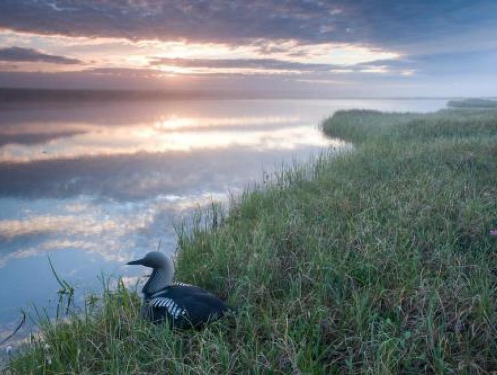 Bird sitting near water at Arctic National Wildlife Refuge