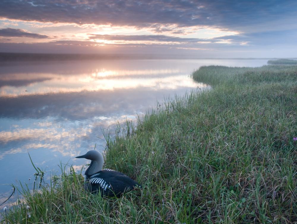 Bird in Arctic National Wildlife Refuge, AK