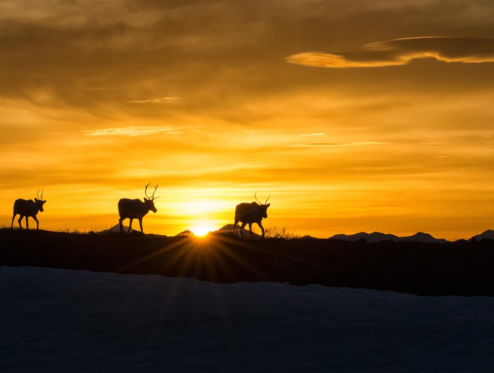 Arctic National Wildlife Refuge