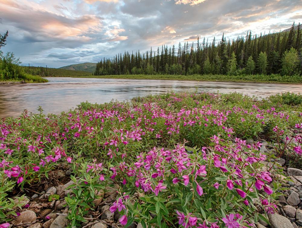 Beaver Creek Wild and Scenic River, AK