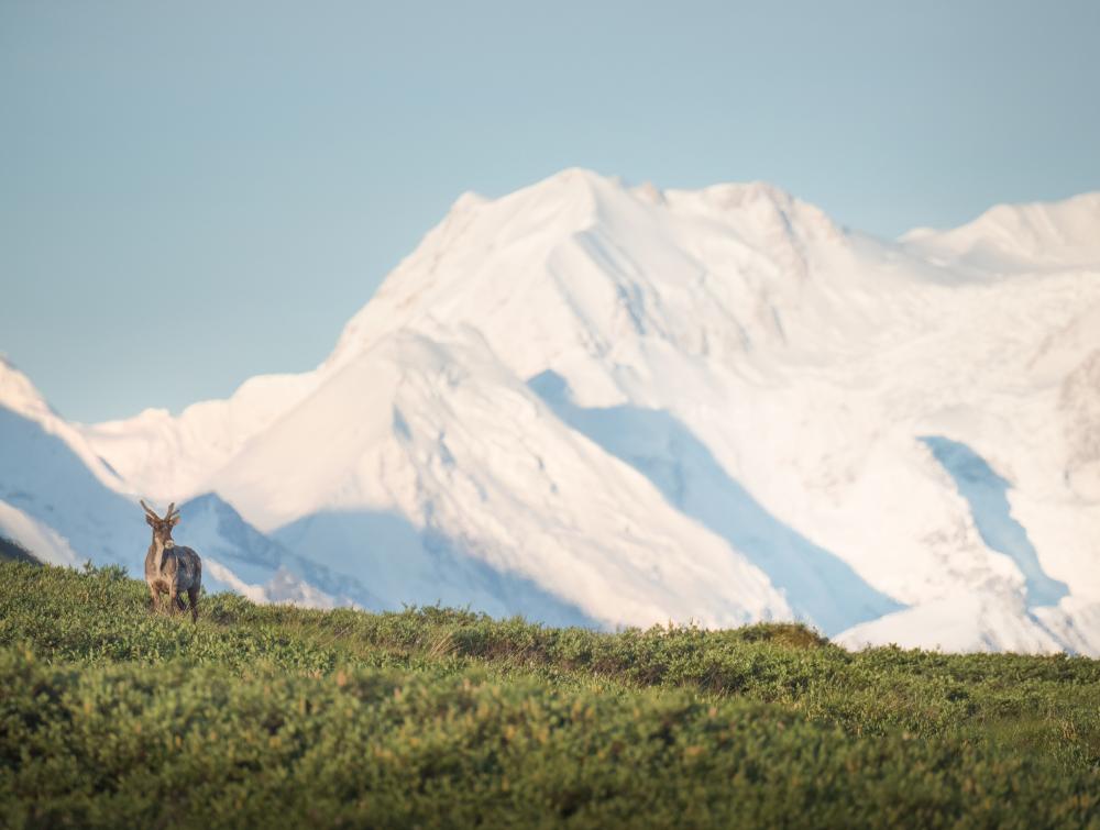 Animal standing in front of snowy Denali peak