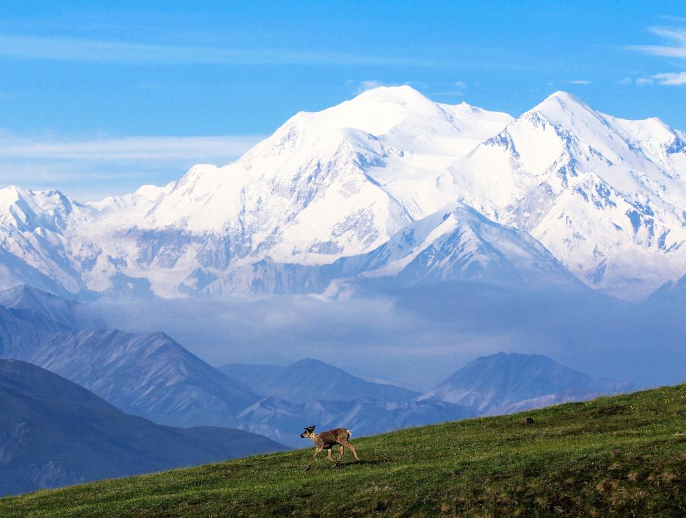 Snowy Denali mountain behind green landscape.