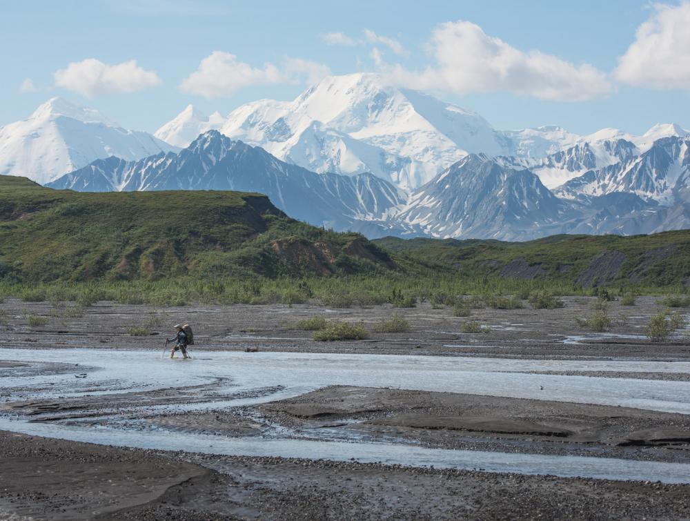Hiker in mid ground with large snow-covered mountains behind them in Denali National Park, Alaska