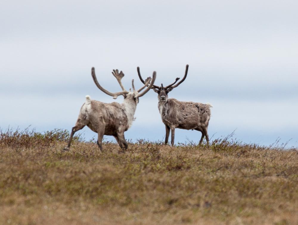 The new BLM regulations enhance protections for designated Special Areas in the Western Arctic, including habitat for caribou and other wildlife.