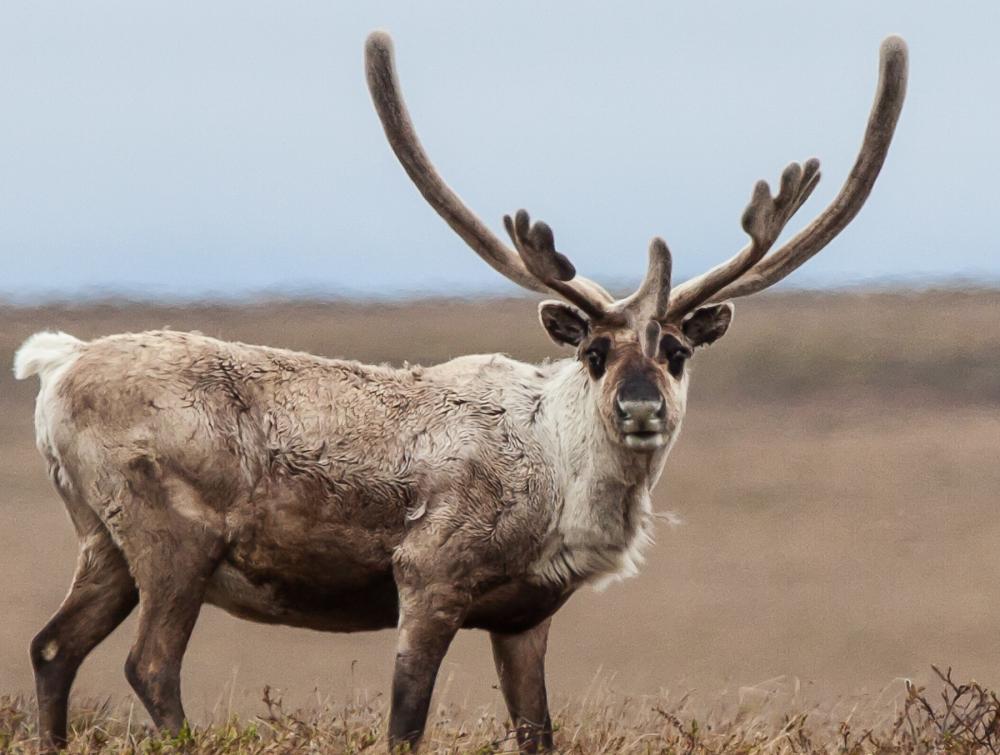 A caribou in the National Petroleum Reserve-Alaska