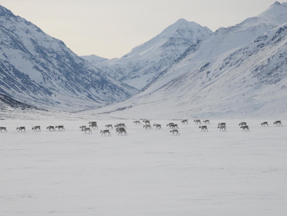 Caribou move through the mountains in Gates of the Arctic National Park.