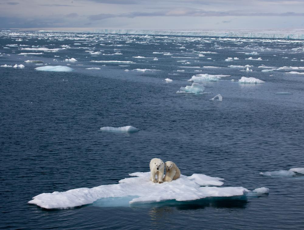 Polar bears in the Arctic Ocean