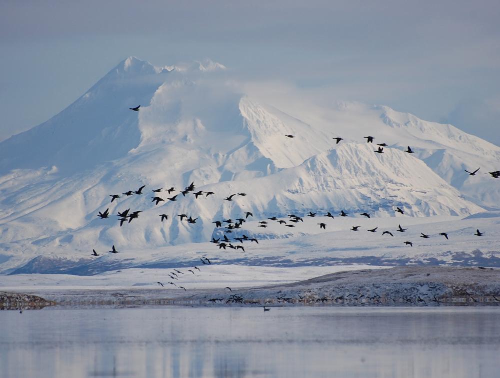 Birds flying over Izembek National Wildlife Refuge, Alaska