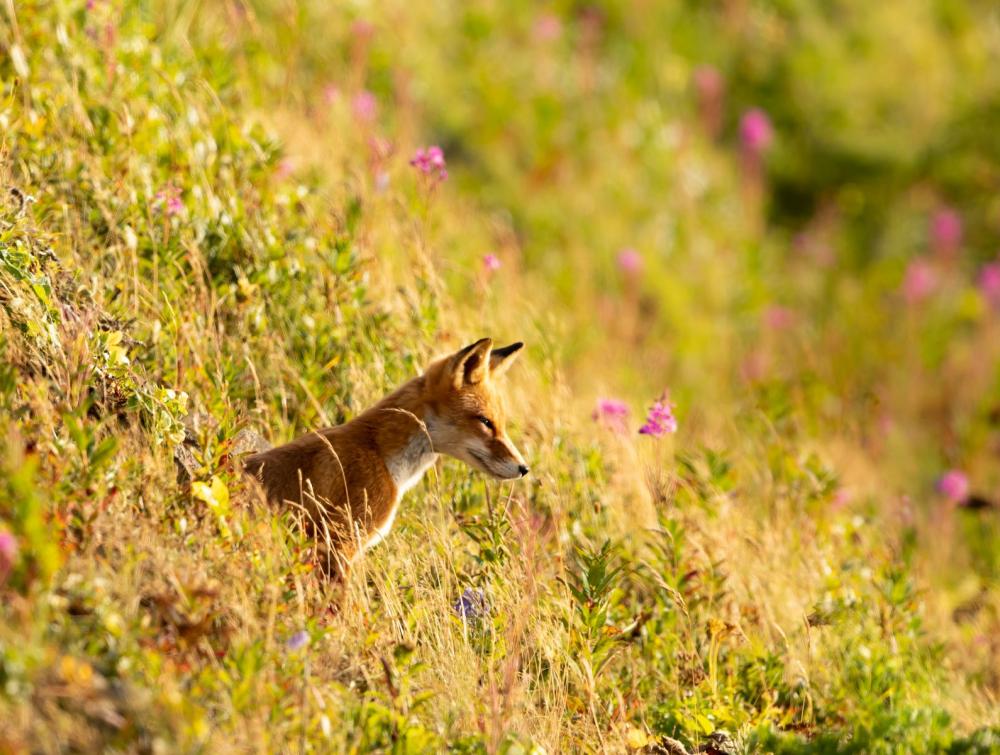 Izembek National Wildlife Refuge, AK