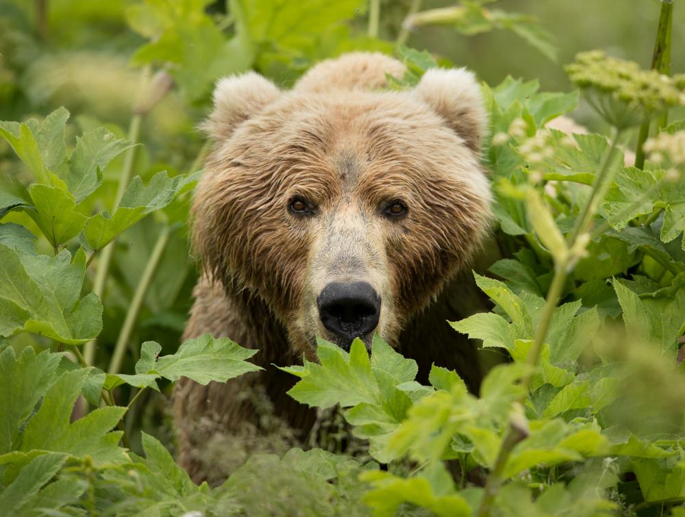 Brown bear stares toward viewer while crouching amid green plants