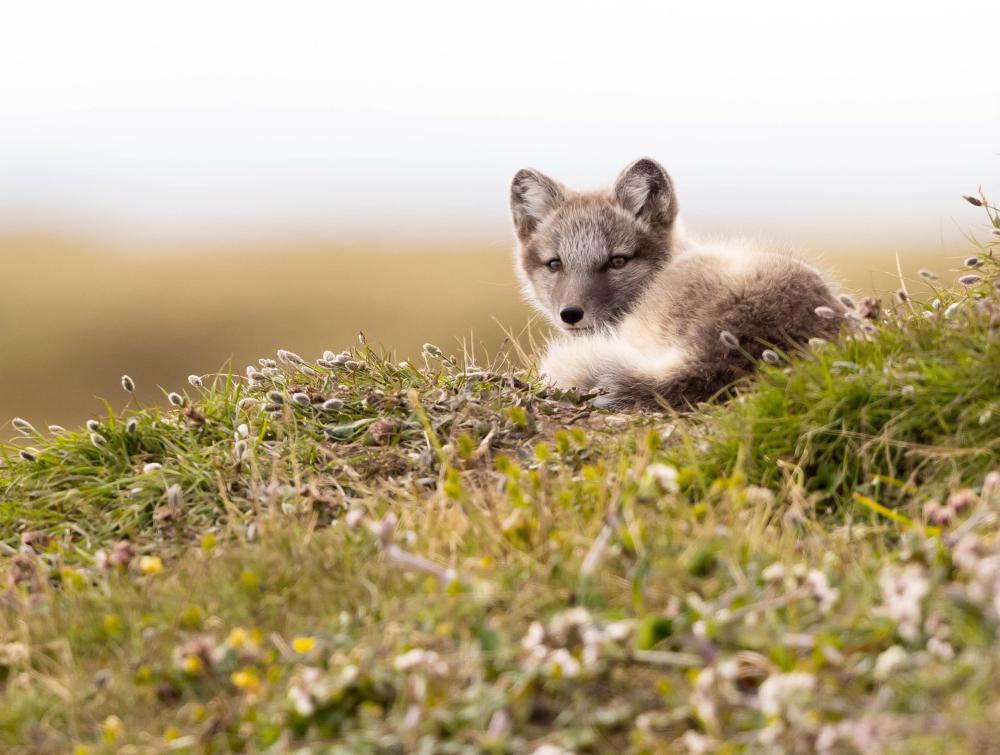 A young Arctic fox rests curled up on a hillside of tundra plants outside its den