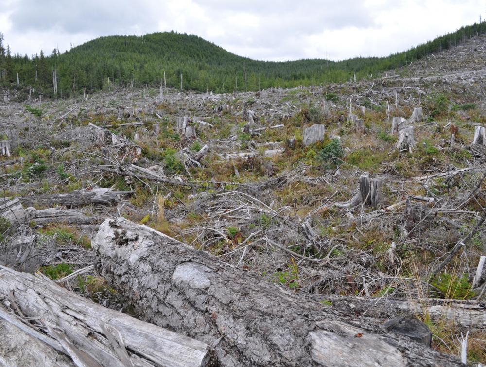 Felled trees stretch into the distance in Tongass National Forest, Alaska