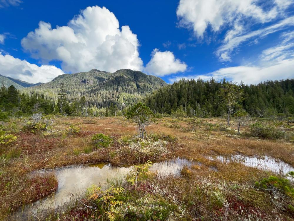 A landscape of mountains draped in evergreen forest under blue, cloudy skies, with swampy land in the immediate foreground