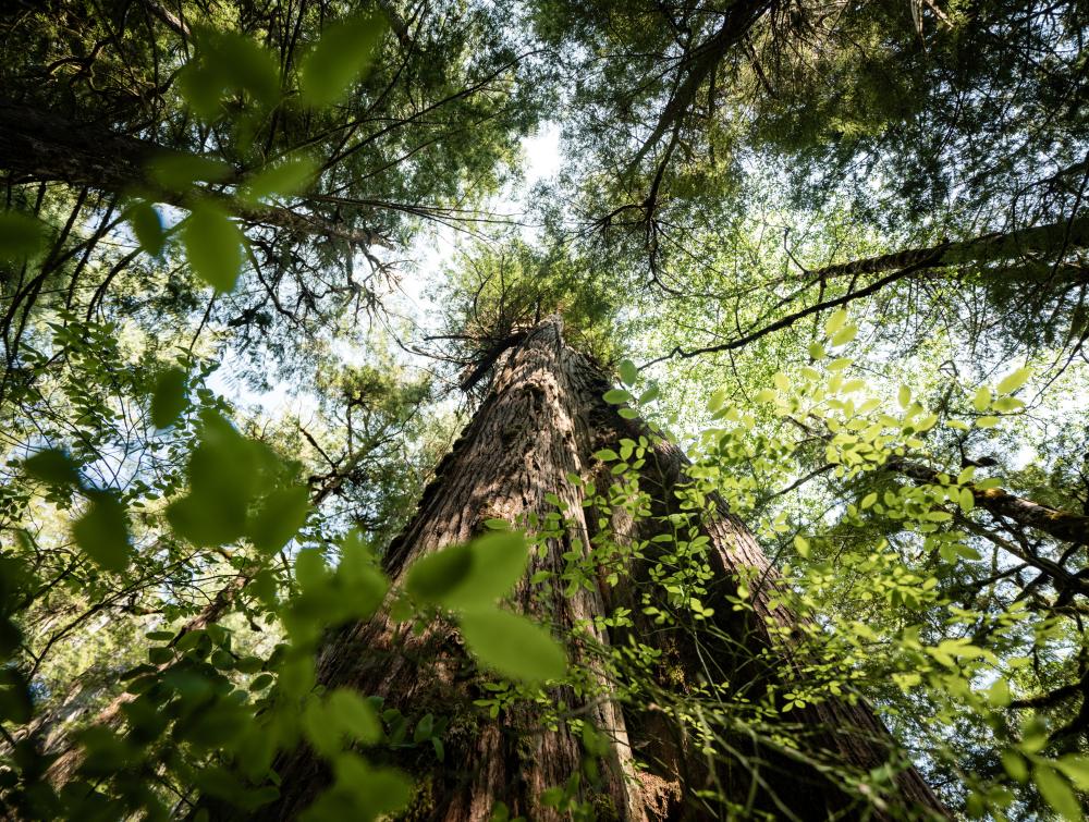 Ground-level shot from the base of a large tree covered in green flora