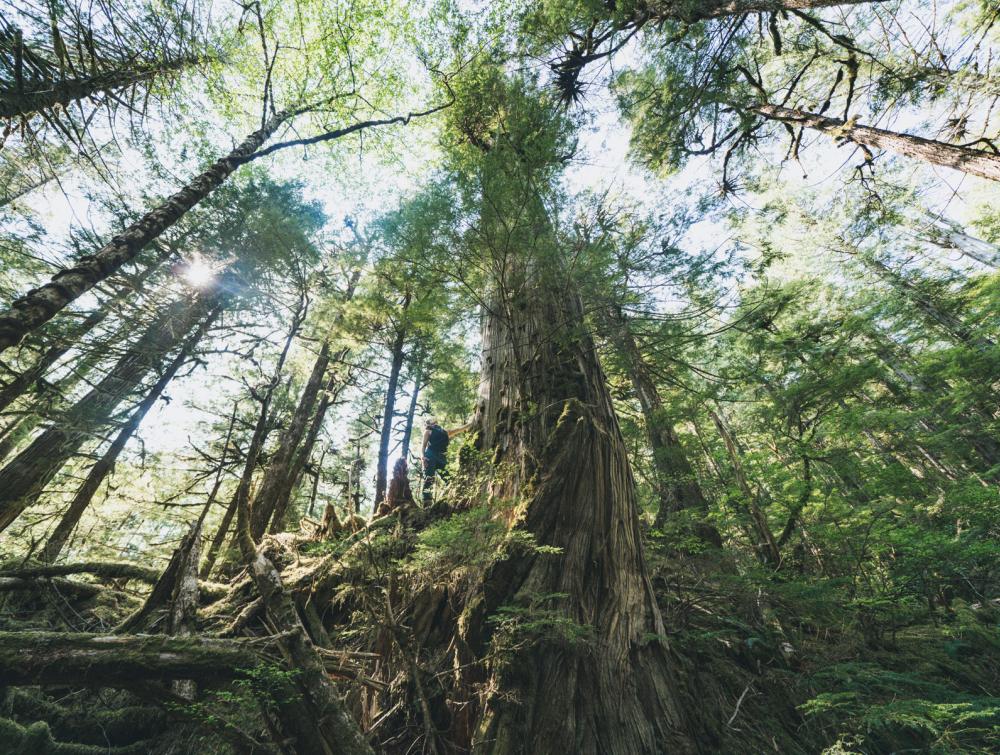 View of tree canopy looking up from forest floor with sun shining through branches overhead; person is visible standing next to tree trunk