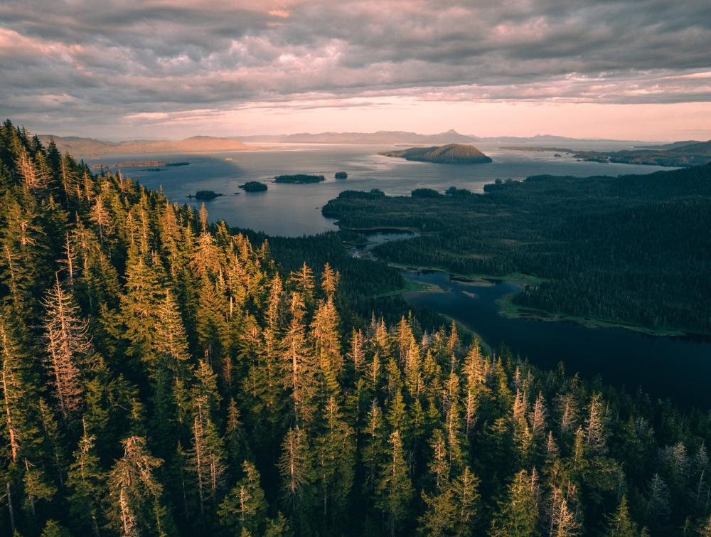 Hillside covered with evergreen trees at sunset, with waterways and islands visible in the distance 