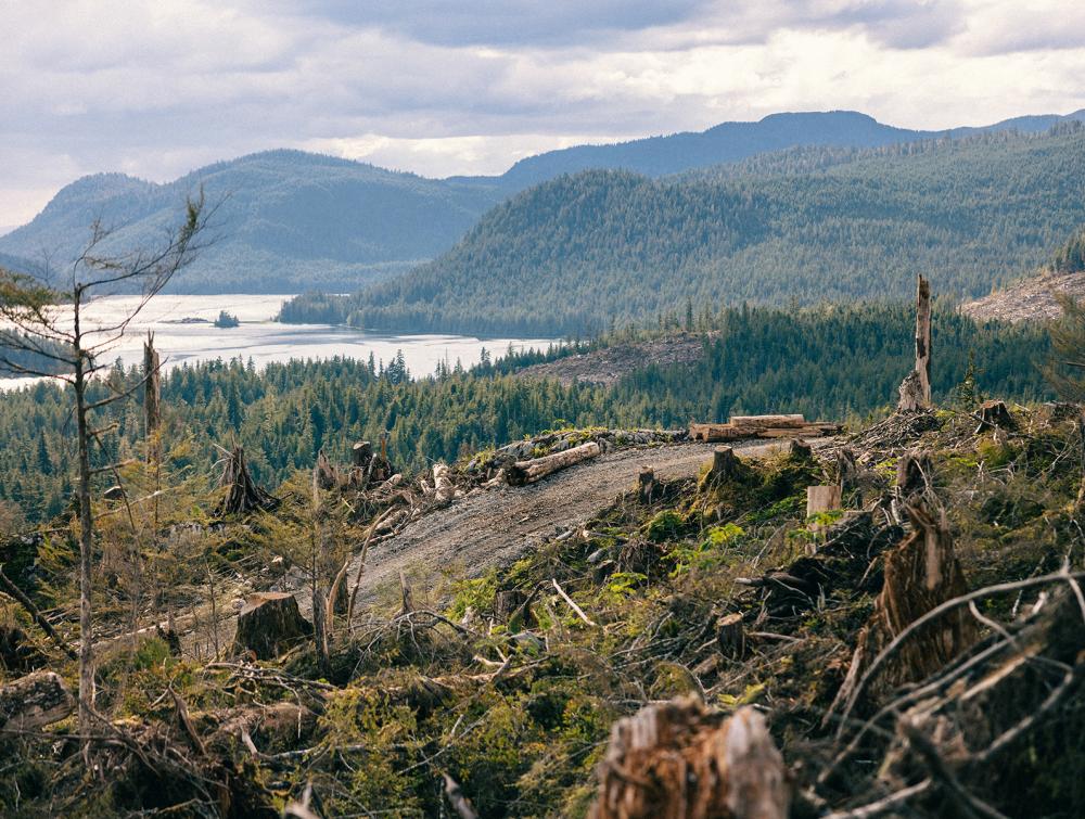 A view of the Tongass National Forest from atop a heavily logged hill.