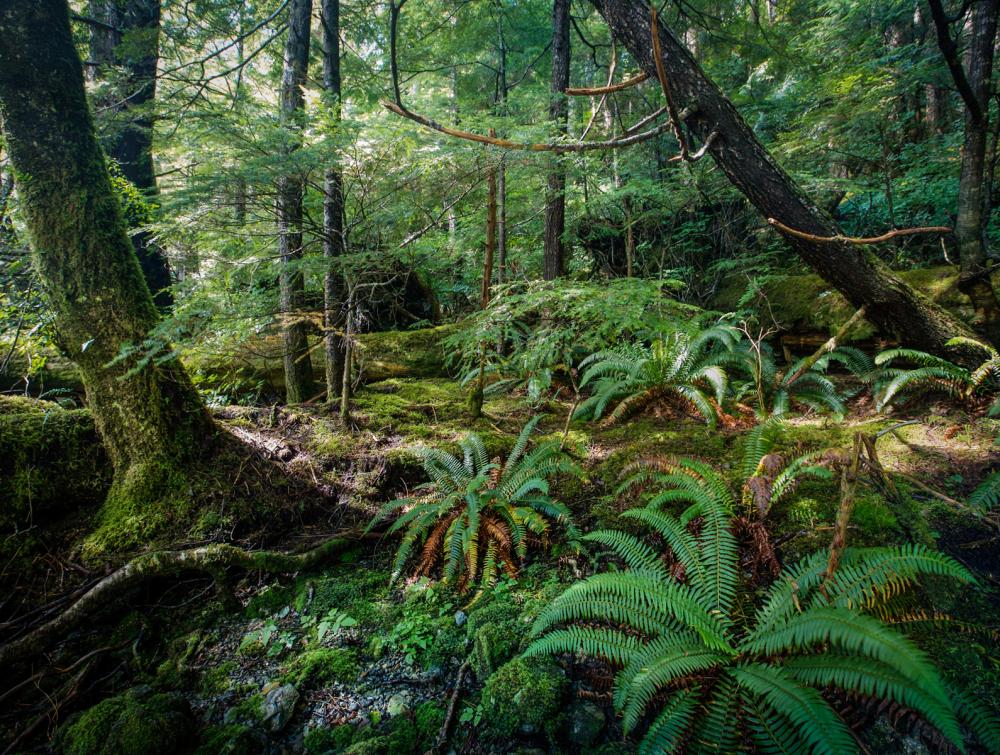 Dense green forest growth, ferns and moss in Tongass National Forest, Alaska