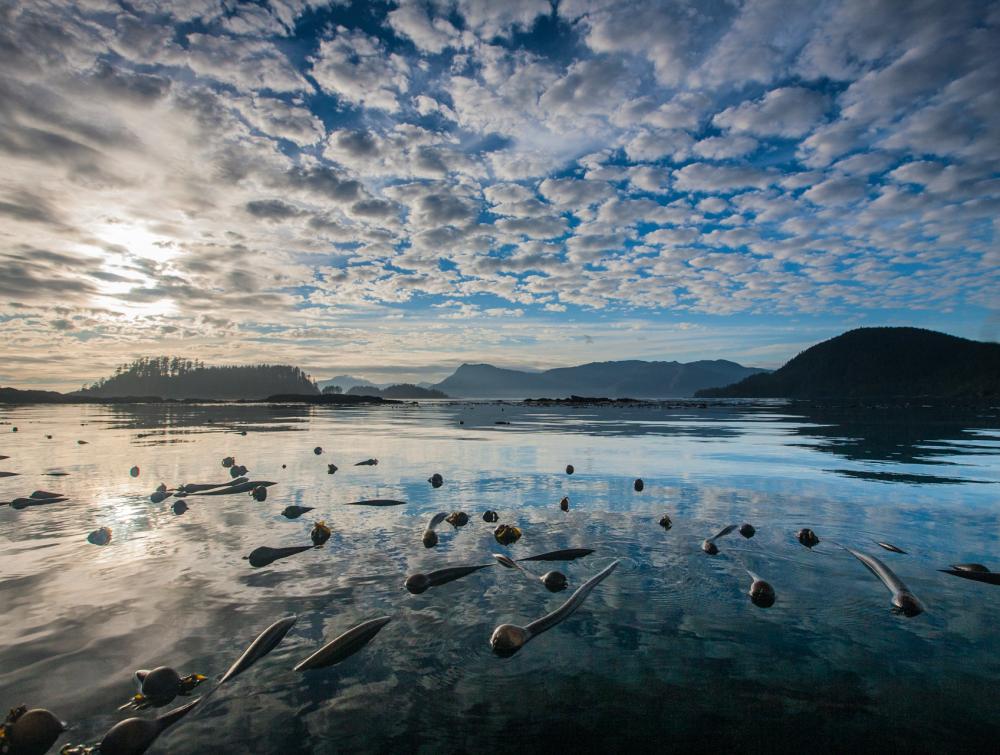 Tongass National Forest 