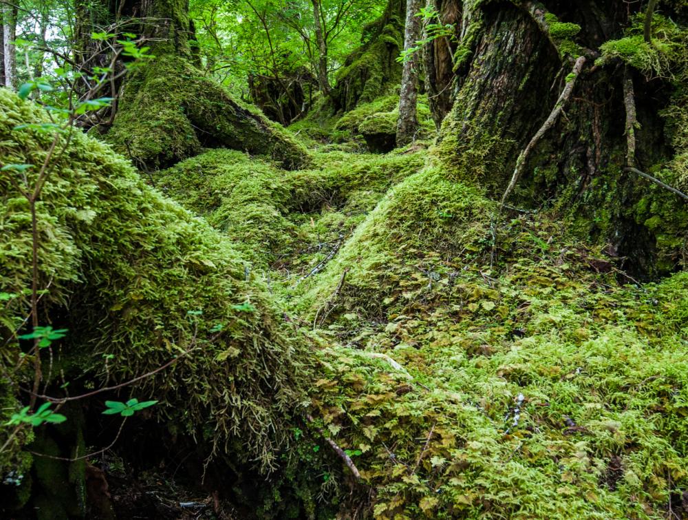 Tongass National Forest, Alaska