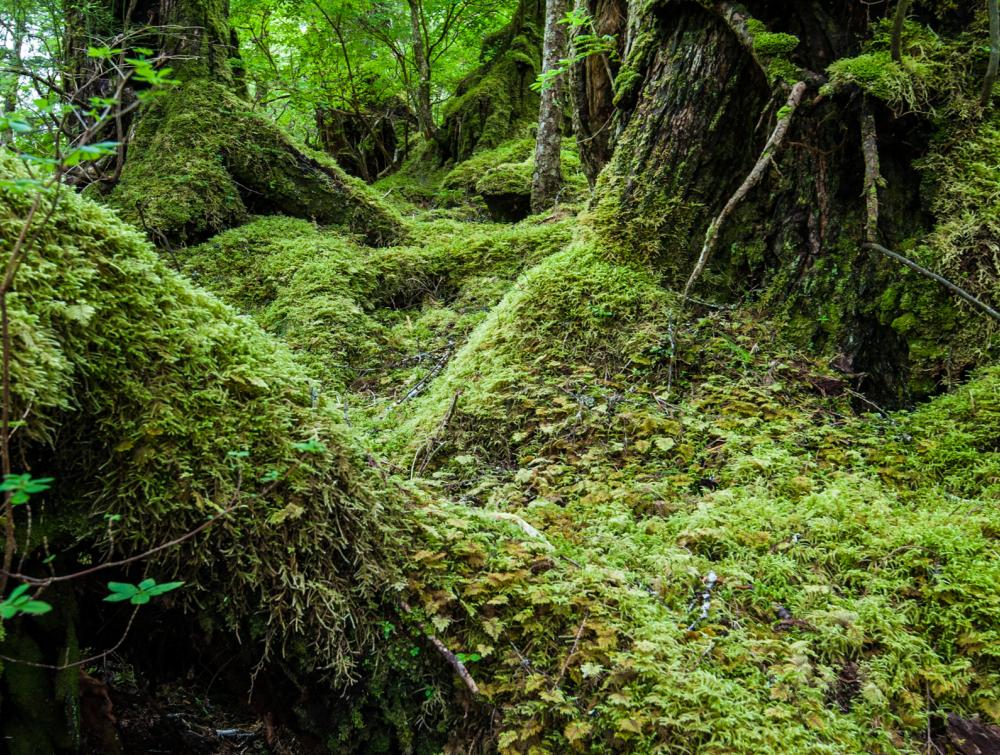 Tongass National Forest, Alaska