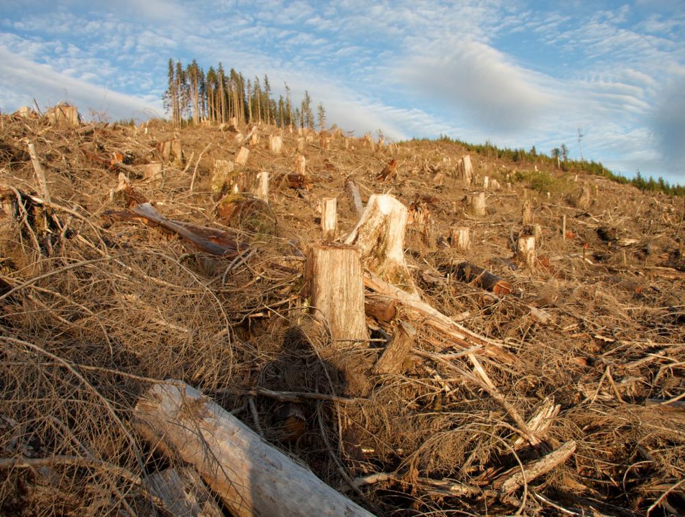 Tree stumps in foreground in Tongass National Forest, Alaska