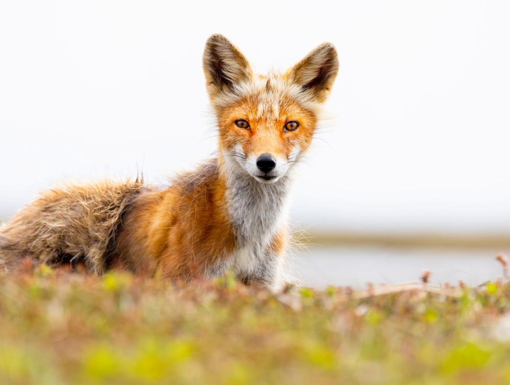Kigigak Island, Yukon Delta National Wildlife Refuge