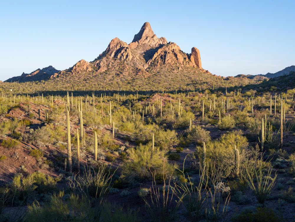 Sunlit mountain in desert landscape with cactuses and other plants in the mid- and foreground