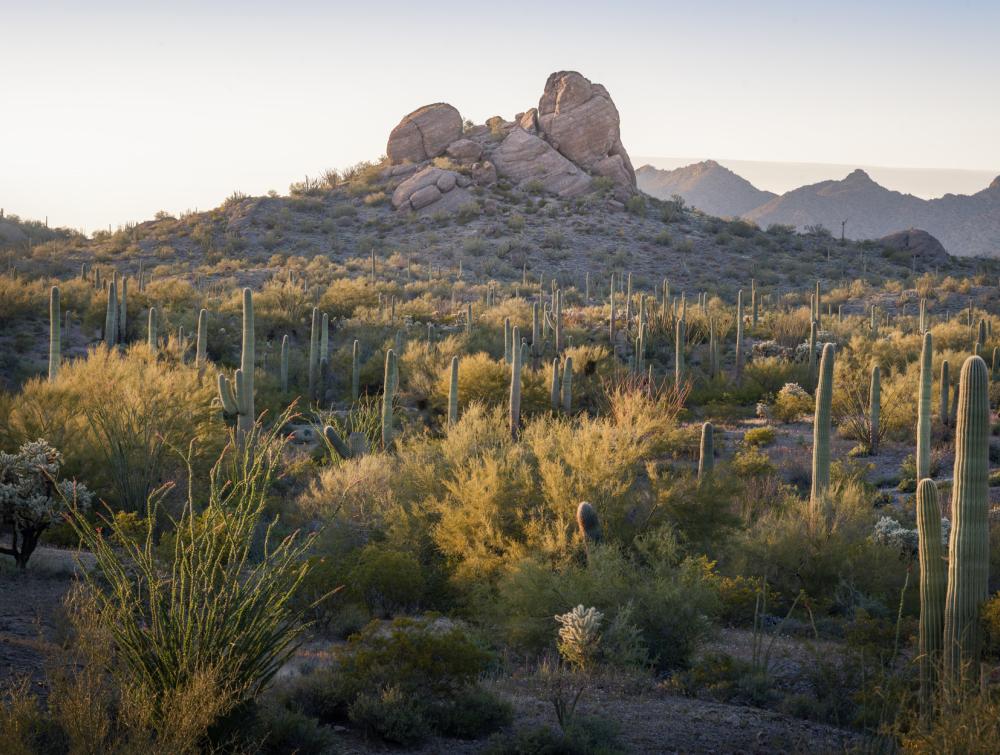 Desert landscape with cacti and sagebrush in the foreground and a rock formation in the background 