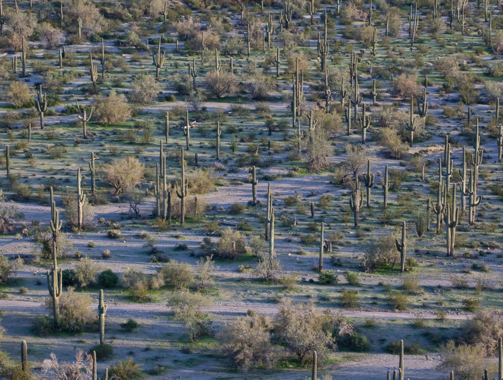 Hiking sonoran desert national shop monument
