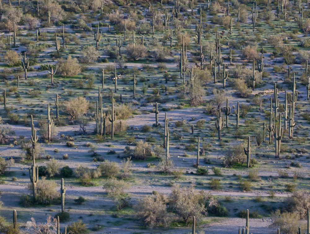 Cactus in Sonoran Desert National Monument, Arizona