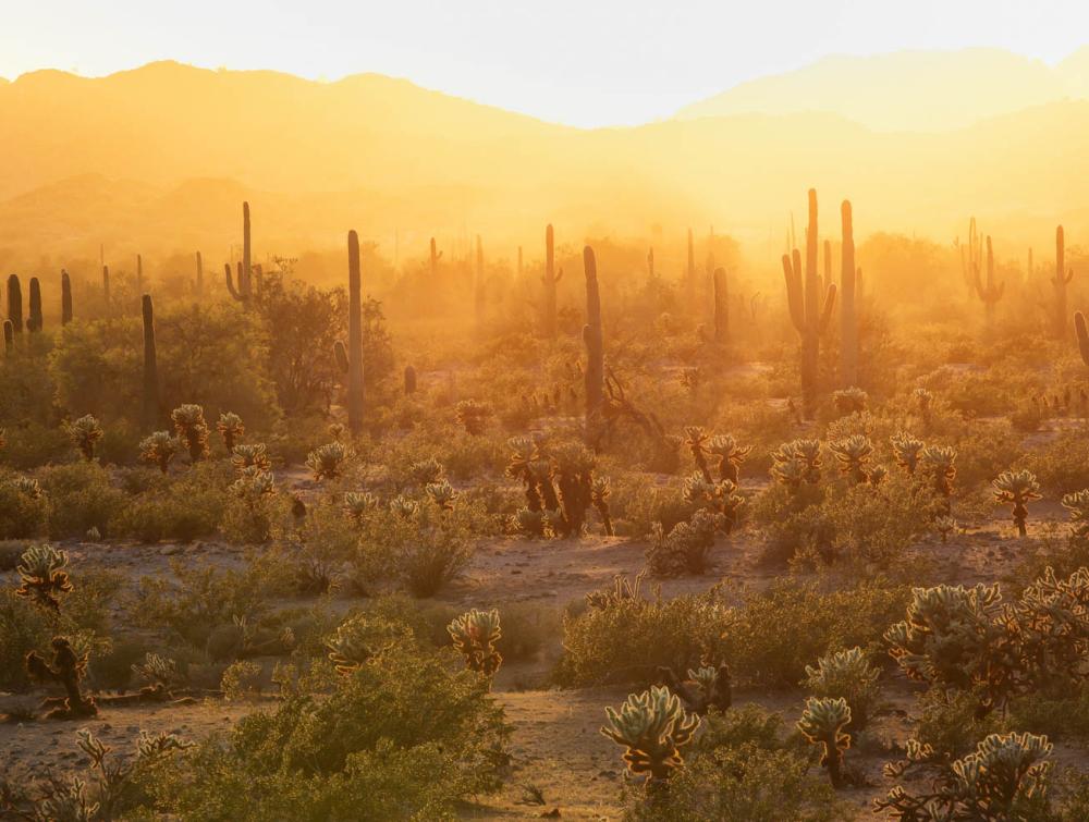 Sonoran Desert National Monument, Arizona.